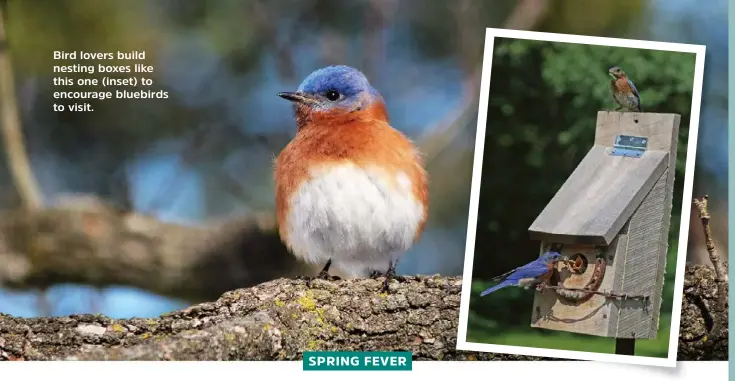  ??  ?? Bird lovers build nesting boxes like this one (inset) to encourage bluebirds to visit.