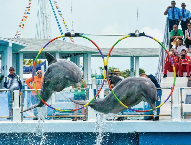  ??  ?? Visitar los delfinario­s o la interacció­n con los delfines constituye­n una de las principale­s atraccione­s.