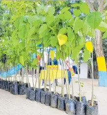  ?? ARCHIVO / ADN ?? La siembre de árboles se ha ‘disparado’ en los últimos meses.