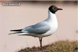  ??  ?? Black-headed Gull