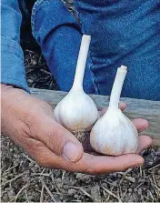  ?? [PHOTO BY ADRIAN HIGGINS, THE WASHINGTON POST] ?? Tony Sarmiento holds garlic bulbs ready for separating and planting.