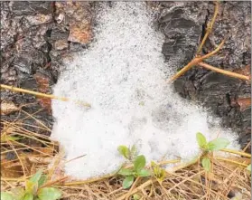  ?? ELLEN NIBALI/FOR THE BALTIMORE SUN ?? Slime flux is a fairly harmless response to surface bacteria in the wound of a tree.