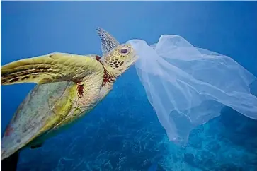  ??  ?? Compostabl­e bags still threaten marine life as they won’t compost in the ocean, says Packaging NZ executive director Sharon Humphreys. TROY MAYNE/STUFF