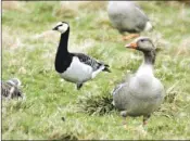  ?? ?? Concern was raised about the removal of funding to help crofters and islanders manage goose numbers.