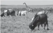  ?? Laikipia Wildlife Forum ?? Herders, some armed, are driving their livestock into wildlife conservati­on areas of Kenya during the current protracted drought.