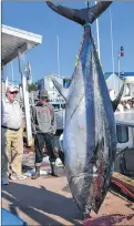  ?? JOURNAL PIONEER FILE PHOTO ?? Prince Edward Island’s 359-member Bluefin tuna fleet is anticipati­ng an allocation increase of approximat­ely 25 per cent next year.