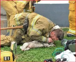  ??  ?? 聖塔蒙尼卡消防員An­drew Klein對失火公寓­中已無氣息的小狗Na­lu施以心肺復甦術2­0分鐘，竟然救活牠了。 （KTLA）