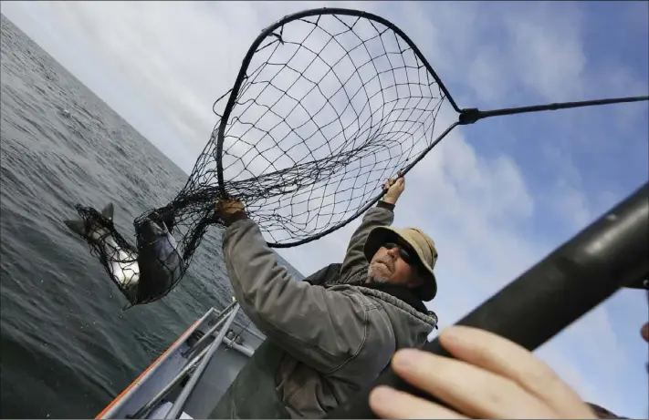  ??  ?? Jared Davis hauls in a salmon caught off the coast of Stinson Beach on Aug. 2. Gov. Jerry Brown’s plan to route much of California’s mightiest river into two massive tunnels poses new perils for salmon and other struggling native species, but could...