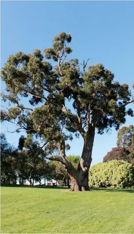  ??  ?? The “Grandfathe­r Tree”, a Eucalyptus obliqua located in Drouin’s Civic Park, is among the 258 tree assets listed on the Drouin Significan­t Tree Register. Standing at more than 25 metres tall and with a trunk more than two metres wide, this tree is estimated to be over 200 years old.