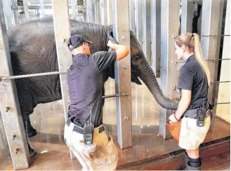  ?? BECKEL, THE OKLAHOMAN]
[PHOTO BY JIM ?? Pachyderm staff Nick Newby, left, and Rachel Emory draw blood from 2-year-old female elephant Achara and then later performed a trunk wash on the animal to test for the EEHV virus.