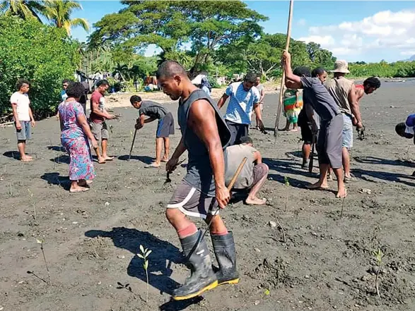  ?? ?? Viani Village Youth Club members planting mangrove along the sea shore at Viani Village in Cakaudrove on May 10, 2022.