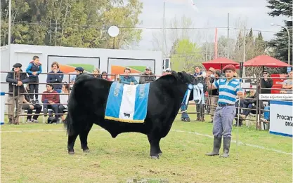  ?? ?? A pleno. Durante cuatro días se vivió una verdadera fiesta de la ganadería en el predio la Rural de Olavarría.