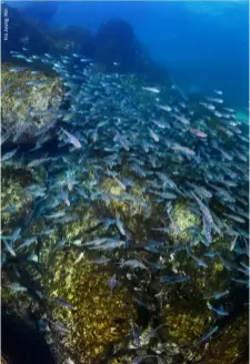  ?? ?? BOTTOM RIGHT Fish blanket a reef in the East Sea