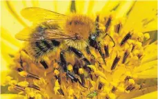  ?? FOTO: HOLGER HOLLEMANN/DPA ?? Ein seltener werdendes Bild: eine Biene sitzt auf einer Sonnenblum­e