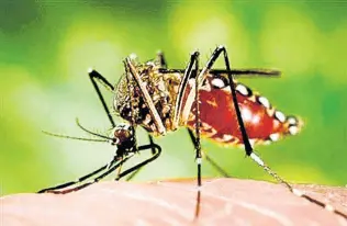  ?? FILE ?? The female Aedes aegypti mosquito is the vector for dengue fever.
