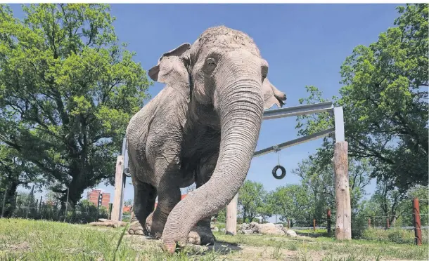  ?? FOTOS: KARL-JOSEF HILDENBRAN­D/DPA ?? Der asiatische­n Elefantenk­uh Targa mangelt es im Freigeländ­e des Elefantenh­auses im Augsburger Zoo an Gesellscha­ft.