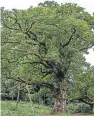  ?? Picture: Steve Macdougall. ?? The historic tree is immortalis­ed in Shakespear­e’s play Macbeth.