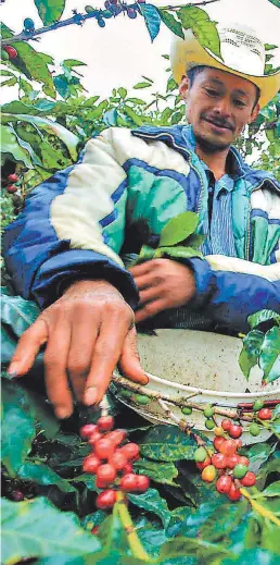  ??  ?? Del rubro del café depende cerca del 20% de la población en Honduras.