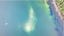  ?? KEITH HOLMES, HAKAI INSTITUTE VIA THE CANADIAN PRESS ?? A jellyfish bloom near Calvert Island, B.C., as seen from a drone.