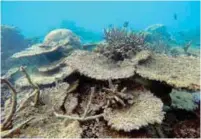  ?? REUTERSPIX ?? A undated handout photo received from the ARC Centre of Excellence for Coral Reef Studies yesterday shows dead table corals killed by bleaching on Zenith Reef in the northern part of Great Barrier Reef.