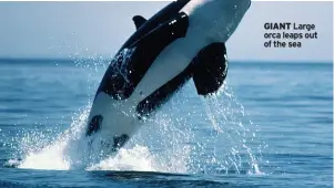  ?? ?? GIANT Large orca leaps out of the sea