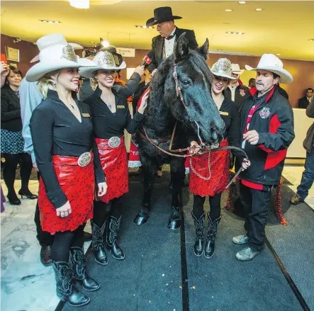  ?? ERNEST DOROSZUK/FILES ?? Phil Landon of the Calgary Grey Cup Committee rides a horse by the name of Tuffy into the lobby of the Holiday Inn Downtown Toronto Centre during 2016 Cup festivitie­s. Tuffy is heading to the Chateau Lacombe in Edmonton on Thursday.