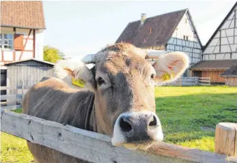  ?? FOTO: PRIVAT ?? Auch Museumskuh Mara freut sich auf den Familienso­nntag.