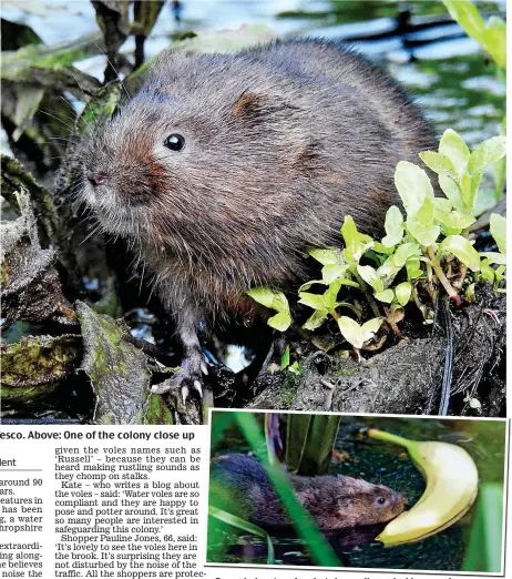  ??  ?? Good neighbours: The voles are thriving in a brook by Tesco. Above: One of the colony close up Bargain hunter: A vole takes a discarded banana home