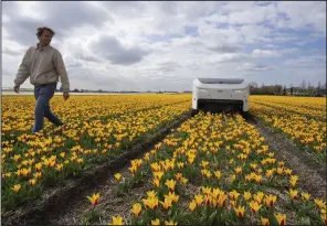  ?? (AP/Peter Dejong) ?? Allan Visser, a third-generation tulip farmer, walks near Theo the robot, in Noordwijke­rhout, Netherland­s, last week.