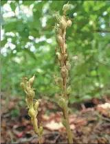  ??  ?? An orchid growing on Beijing’s Yudu Mountain has been identified as a new species.