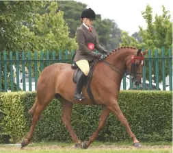  ??  ?? Trotting to victory: leading intermedia­te, Firecrest (Caitlin Hamilton)