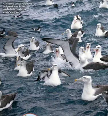  ??  ?? Mainly White-capped Mollymawks (mollymawk being the word New Zealanders use for the ‘smaller’ albatrosse­s)