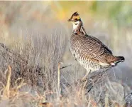  ?? ADRIAN HEDDEN/CARLSBAD CURRENT-ARGUS ?? The lesser prairie chicken has been at the center of a long-running battle over whether it needs federal protection.