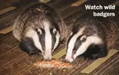  ?? ?? Watch wild badgers