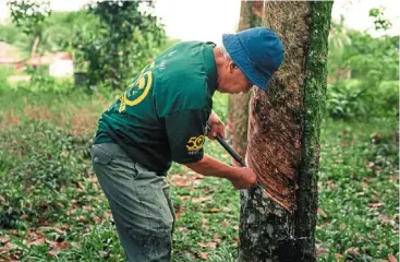  ?? ?? natural latex harvesting encourages the healthy growth of rubber trees as they can be tapped for up to 30 years.