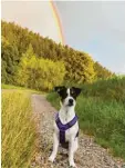  ??  ?? Pause unterm Regenbogen: Anna Hubers Hündin Finja bei Krumbach (Günzburg).