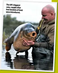  ??  ?? The UK’s biggest carp, caught after four buckets of feed were introduced.