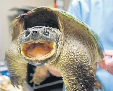  ?? Gerd Braune ?? Eine Schnappsch­ildkröte im Trauma-Zentrum. 70 Prozent der Patienten können wieder ausgesetzt werden.