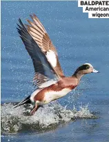  ?? ?? BALDPATE American wigeon