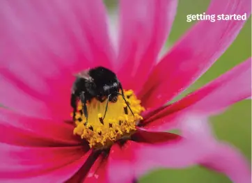  ?? ?? Grow single flowers such as cosmos to attract pollinator­s and provide bees with nectar