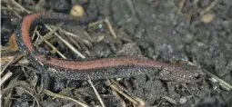  ?? BY PAM OWEN ?? Pam Owen spotted a small red-backed salamander, similar to the one in this photo, that was brought out of its normal winter dormancy by recent unseasonab­ly warm weather.