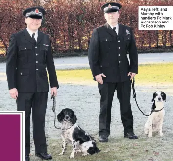  ??  ?? Aayla, left, and Murphy with handlers Pc Mark Richardson and Pc Rob Kinley