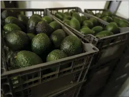  ?? ARMANDO SOLIS — THE ASSOCIATED PRESS ?? Avocados await processing at a packing plant in Uruapan, Mexico. The U.S. had suspended imports of Mexican avocados after a U.S. inspector in Mexico received a threat.