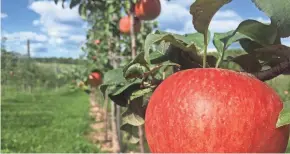  ?? COURTESY OF JOE FAHEY ?? One bite and you will be hooked on the taste of organic apples, according to organic grower Joe Fahey, whose orchard has about 20 varieties of apples.