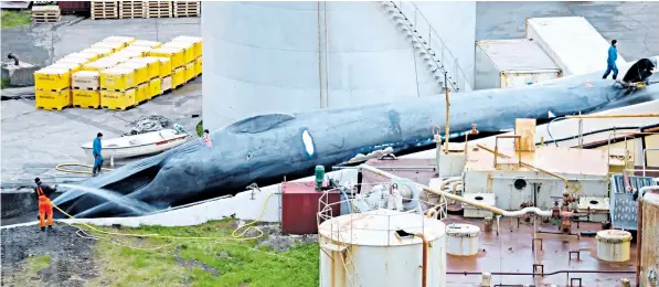  ??  ?? The whale caught by the Icelandic Hvalur hf whaling company. Ocean activists Sea Shepherd UK, who observed the animal close up, said that several experts had confirmed ‘without question’ it was a blue whale
