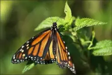  ?? Carolyn Kaster/Associated Press ?? A monarch butterfly rests on a plant on July 29, 2019, at Abbott's Mill Nature Center in Milford, Del.