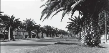  ?? PHOTO / DAVE WILLIAMS, COLLECTION OF HAWKE’S BAY MUSEUMS TRUST, RUAWHARO TĀŪ-RANGI, W212 (B) ?? The Kennedy Rd Phoenix palms in 1943.