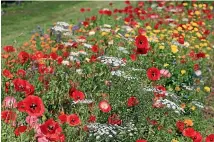  ?? SALLY TAGG/STUFF ?? Wildflower meadows don’t happen overnight but get the prep work right and a good bed could go for five months.