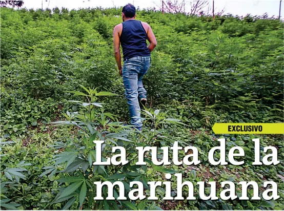  ?? FOTO JUAN ANTONIO SÁNCHEZ ?? Las mafias del microtráfi­co en las capitales tienen en Cauca al principal productor de la variedad cripa. Se trata de un mercado millonario en el que las bandas de Antioquia y Medellín envían emisarios, compradore­s y sicarios a esa región.