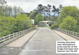  ??  ?? Animals have been seen attempting to jump a barrier on the bridge that takes Heol Spencer over the M4